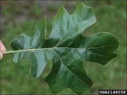 common post oak natural resource