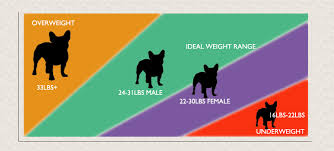 french bulldog weight guide is your