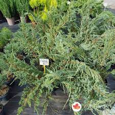 juniperus blue carpet 60 cm prodaja