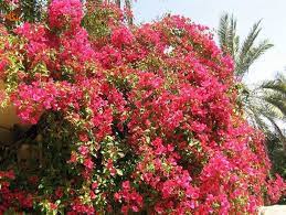صدای پای بهار در جنوب سیستان و بلوچستان/گلهای کاغذی ، گلی برای تمام فصول