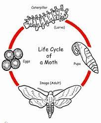 moth life cycle 4 life ses of a