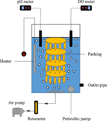 Start Up Of The Simultaneous Nitrification Anammox And