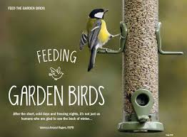 what to feed garden birds dos and