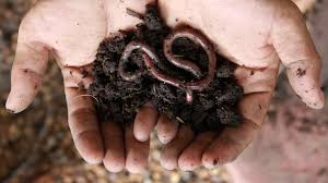 earthworms aren t as good for the soil