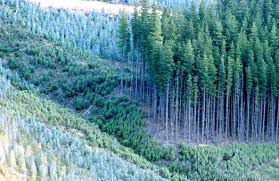 Image result for Tree plantation