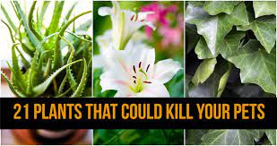 Surprising Plants That Could Kill Your Pets