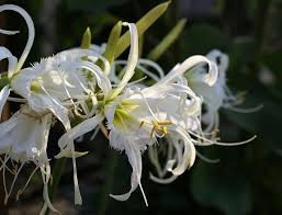 See a detailed description of the hotel, photos and customer feedback. Blonczatka Hymenocallis White White Flowers Ismena Bulbous Plants Gimenokallis Spider Lily Pikist