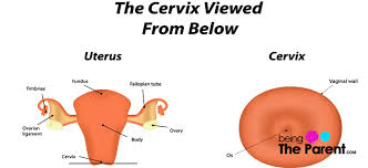 Cervical Length Why Does It Matter During Pregnancy Being