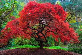 Fall Colors In Kubota Gardens Seattle