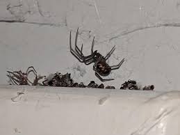 Id Request Spider Northern Georgia United States