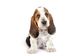 Here we have two home raised pure breed basset hound puppies male and female 12 weeks old. Basset Hound Dog Breed Information
