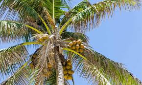 coconut tree vs palm tree 5 key