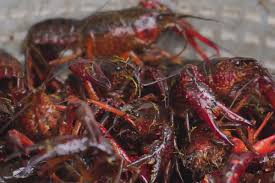 crawfish s expected to drop soon