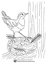 See more ideas about tree coloring page, coloring pages, oak tree. Spring Coloring Challenge Redwood National And State Parks U S National Park Service