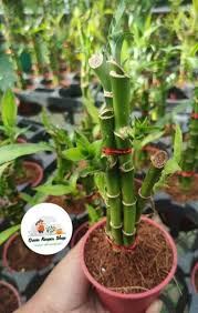 Lucky Bamboo Stick Live Plant With Free