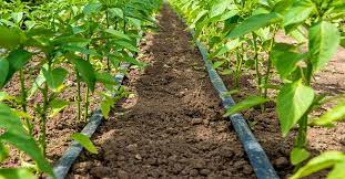 Why Use Drip Irrigation For Home Garden
