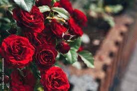 Foto De Beautiful Red Rose Flowers In
