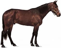 Horse Evolution Of The Horse Britannica