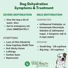 dog dehydration symptoms and first aid