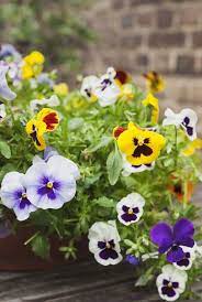 Check spelling or type a new query. 15 Easiest Flowers To Grow Easy Flowers To Grow In Your Garden