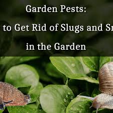 garden pests how to get rid of slugs