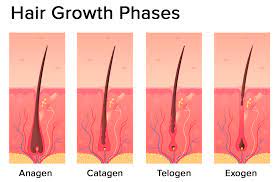 hormonal effects on hair follicles