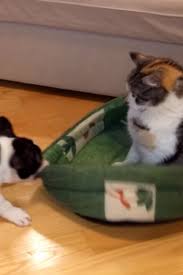 This same idea comes up in this video. Cat Steals Bed From Bulldog Puppy Results In Cutest Battle Ever Video Bulldog Puppies Puppies Every Dog Breed