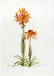 Asphodeline lutea (L.) Rchb. | Flora of Israel Online