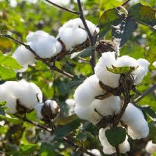 cotton ile ilgili gÃ¶rsel sonucu