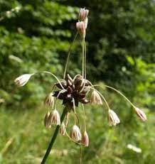 Allium oleraceum Field Garlic PFAF Plant Database