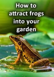 How To Attract Frogs Into Your Garden
