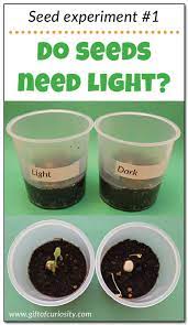 do seeds need light to grow seed