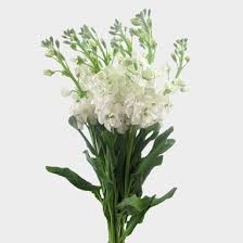 Download flowers images and photos. Stock White Flower Wholesale Blooms By The Box