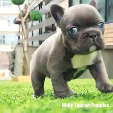 Her coat is simply stunning. French Bulldog World How A Cute Baby Blue Eyes Facebook