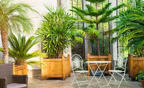 How To Care For Palm Trees The Home Depot