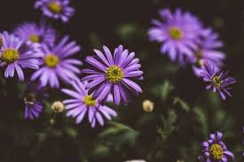 native flowers of the philippines