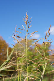 Johnsongrass - Johnson Grass, rhizome grass - SARE