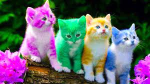 Chú Mèo Con - Nhạc Thiếu Nhi Vui Nhộn - Meo Meo Meo Rửa Mặt Như Mèo -  YouTube
