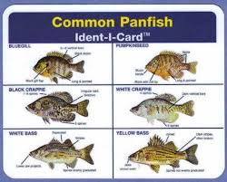 Common Panfish Ident I Card Freshwater Fish Identification Card