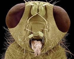 Insectos vistos con un microscopio | El nuevo reyo