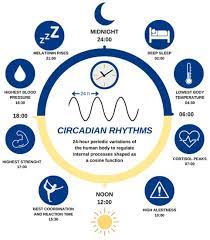 adaptive circadian rhythms