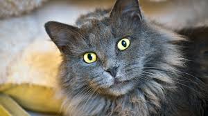 Nebelung kittens and cats are affectionate, loyal, sweet, and devoted to their families. Nebelung Cats Pet Health Insurance Tips