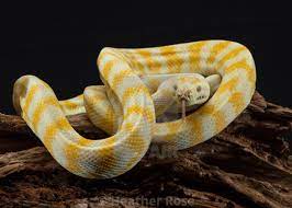 darwin carpet python albino license