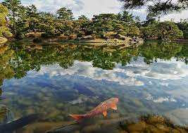 black koi fish on pond an