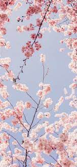 cherry blossoms iphone hd wallpapers