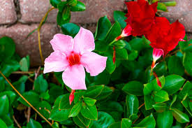 Nov 07, 2013 · answer hi katy, this bougainvillea is an online exclusive item as there is no listed store sku. Exotics For Your Nh Garden Elf Sentinelsource Com