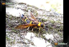 Bees Ants Wasps Similar