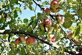 Planning An Orchard For Your Homestead