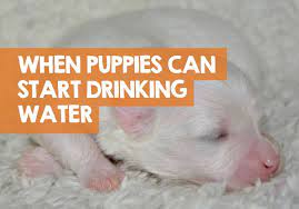 The amount of water a puppy should drink depends on the amount of activity they are involved in along with the temperature and humidity of the environment that they are in. When Do Puppies Start Drinking Water Eating Food