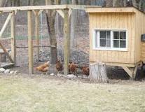 how-big-should-a-coop-be-for-6-chickens